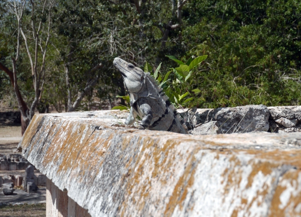 Local resident of Uxmal, what a poser!